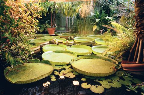 Giant lily pads float in a serene pond. photo – Free Flower Image on ...