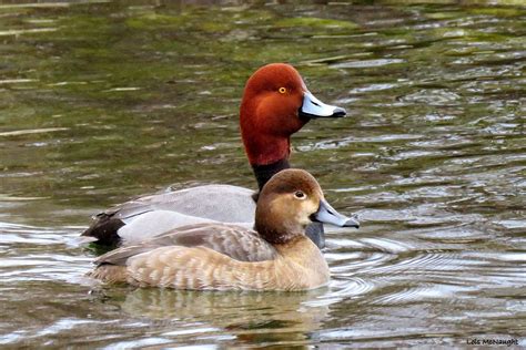 Redhead Ducks - Male and Female | Redhead duck, North american animals ...