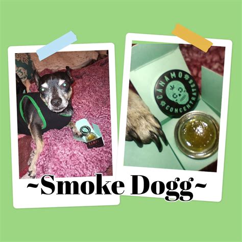 Canamo ~Face on Fire~ cured sauce, Smoke Dogg approved fire 🐾🔥🐾 🏼 : r ...
