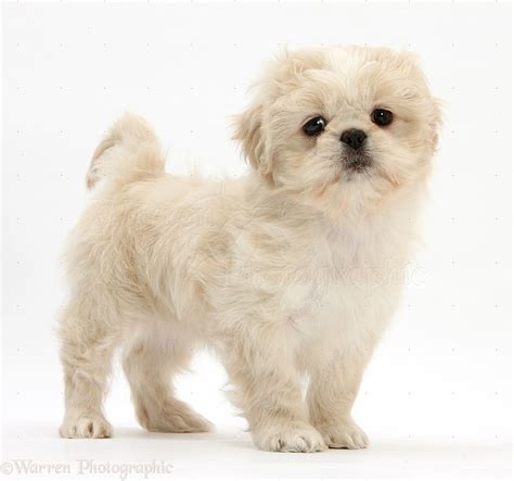 All White Shih Tzu Puppies