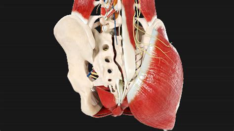 Sacral Fractures: Classification, Symptoms, Diagnosis, and Treatment