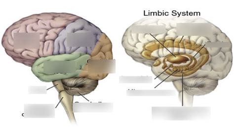 Brain 的图像结果