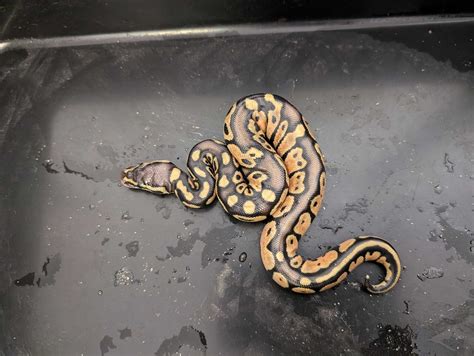 Python Tracker 的图像结果