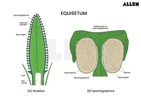 Equisetum: Habitat, Classification, Structure, & Life Cycle