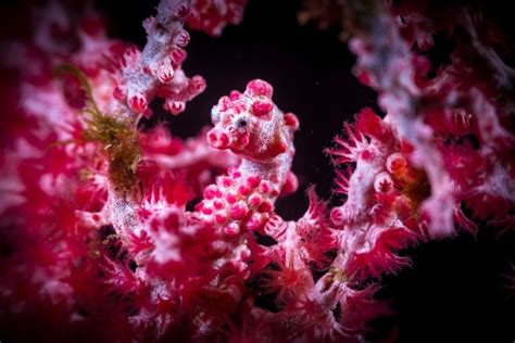 Image result for Color Changing Animals