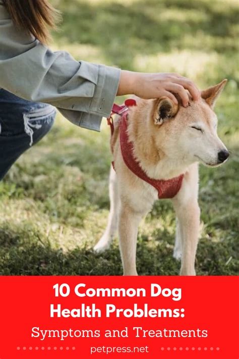 Common Dog Problems 的图像结果