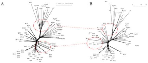 Phylogenetic and Evolutionary Studies of Grapevine Pinot Gris Virus ...