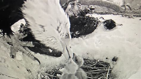 Big Bear eagles Jackie and Shadow may have lost a chick in storm