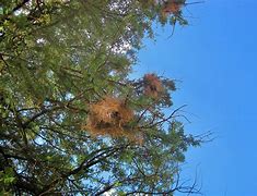 Image result for Wild Baby Bunnies Leave Nest