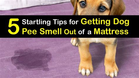 Get Dog Pee Smell in a Mattress - Remove Dog Urine Odor