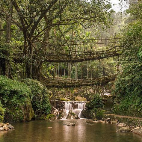 Nongriat's double decker living root bridge: when to go, where to stay ...