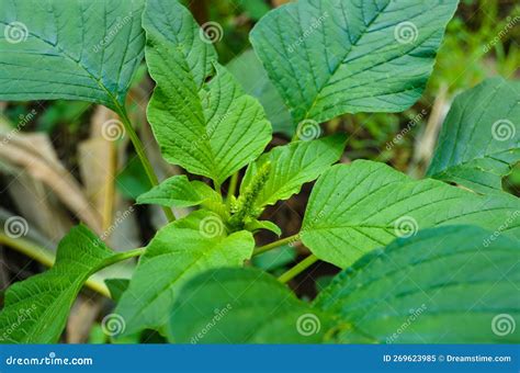 Wild Spinach Plant Growing in the Garden Stock Image - Image of fruit ...