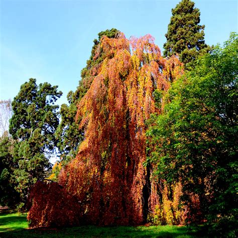 Fagus Sylvatica 'Black Swan' / Weeping Purple Beech 40-60cm in 1.3L Pot ...
