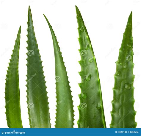 Aloe leaves stock image. Image of immunization, medical - 4824143