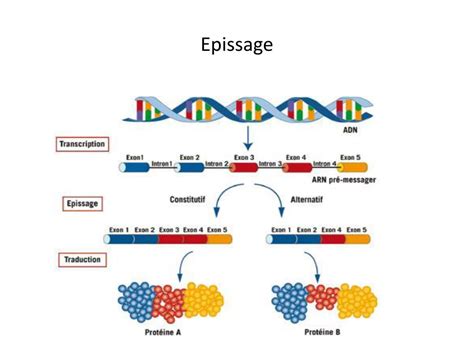 Image result for ADN Video Explicative