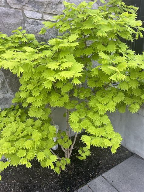 Image result for Maple Tree Identification