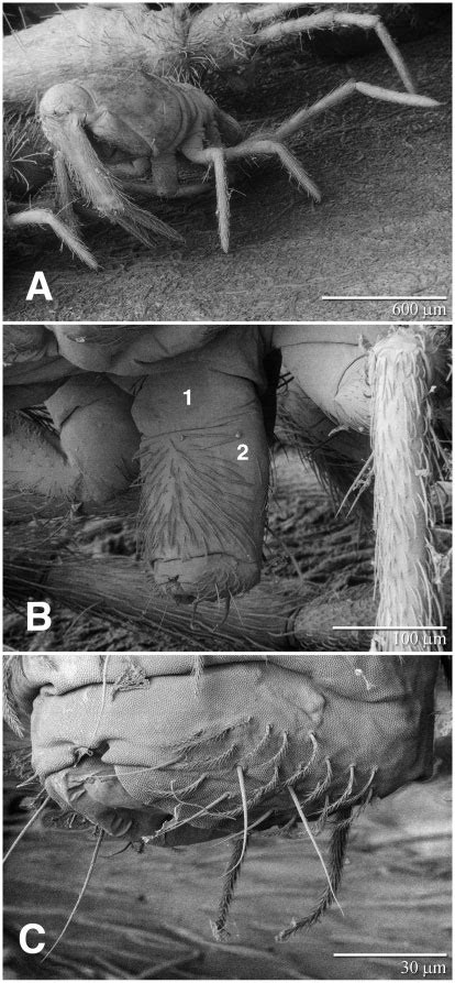 Image result for Springtail Jump