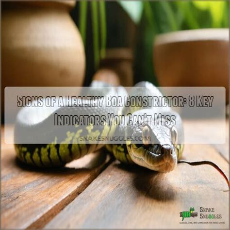 Image result for Boa Constrictor vs Python