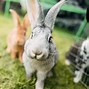 Image result for Cute Fluffy White Bunny