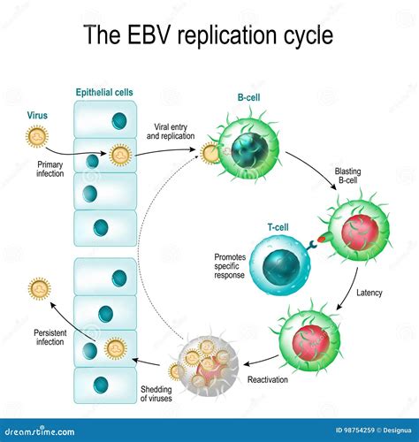 The Epstein-Barr Virus Replication Cycle Stock Vector - Illustration of hodgkin, herpes: 98754259