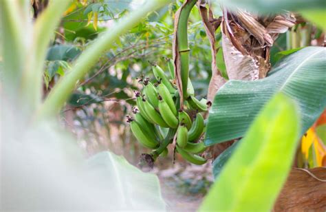 How to Start Banana Tree 的图像结果