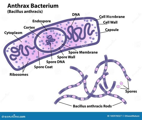Where Does Bacillus Anthracis Live Understanding Its Natural Habitat