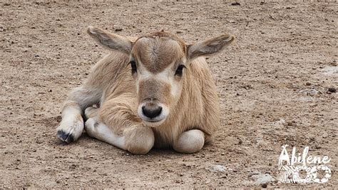 Kélo, the addax calf, makes debut at Abilene Zoo | cbs19.tv