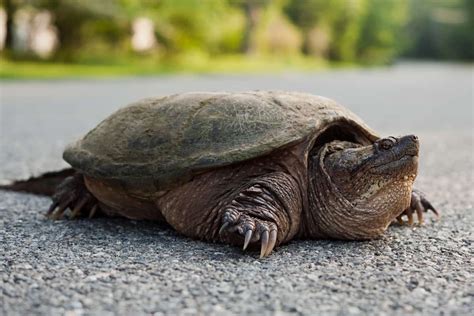 Image result for Eating Snapping Turtles