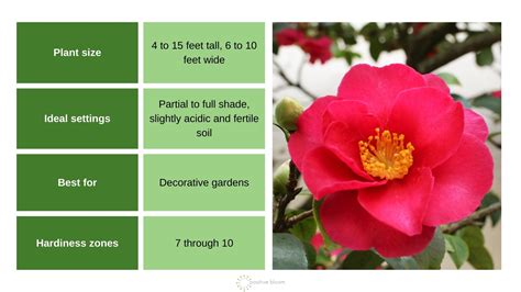 10 Beautiful Winter Plants For Year-Round Privacy