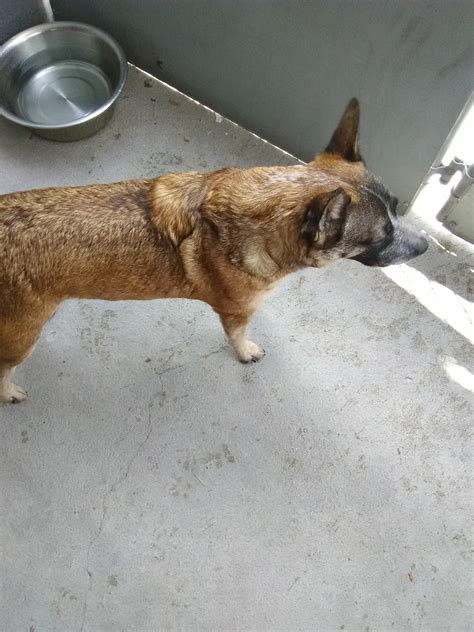 PANHANDLE HUMANE SOCIETY - Scottsbluff NE - Hours, Directions, Reviews ...