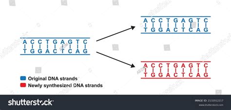 Conservative DNA Replication Model 的图像结果