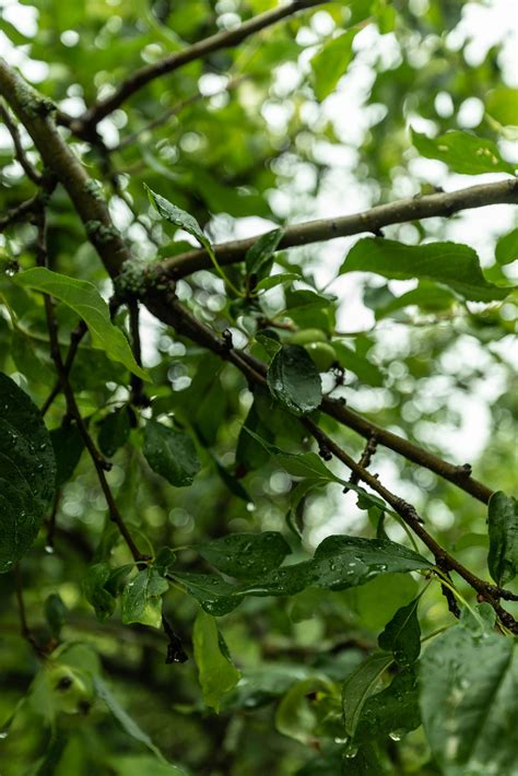 The Perfect Barbour Rain Jacket - Annie Fairfax