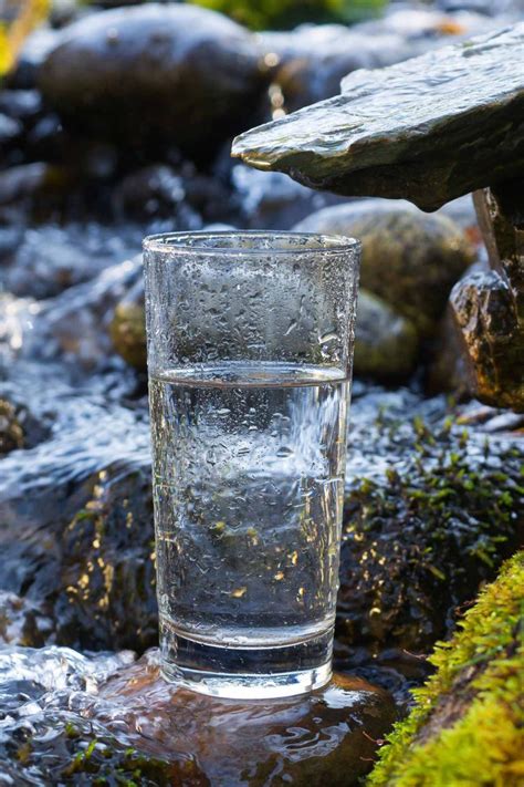 Is Liquid Death Alcoholic - A Spectacled Owl