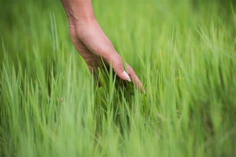 Touching Grass Tutorial 的图像结果