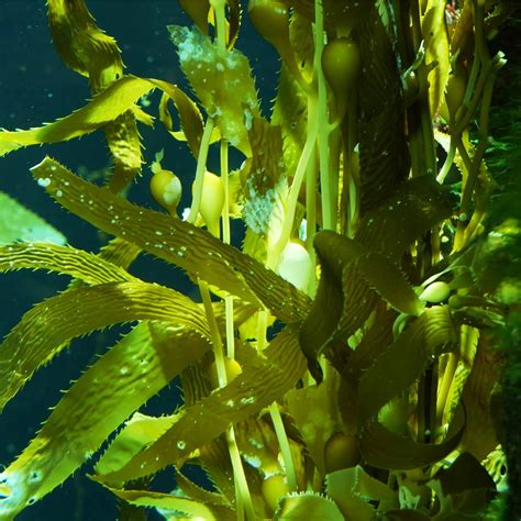 Laminaria Japonica
