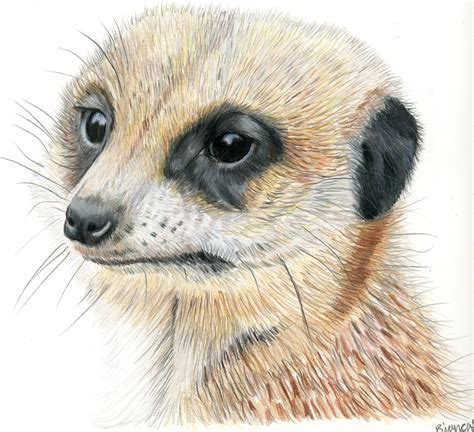 Cute Meerkat Drawing