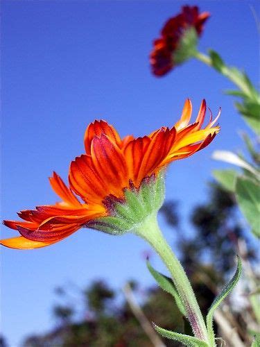 Image result for Flower Side View