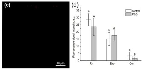 Real-Time Dynamics of Water Transport in the Roots of Intact Maize ...