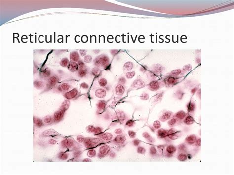 PPT - TYPES OF TISSUES PowerPoint Presentation, free download - ID:146457