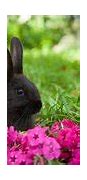 Image result for Pic of a Cute Bunny
