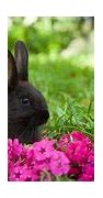 Image result for Very Cute Bunny