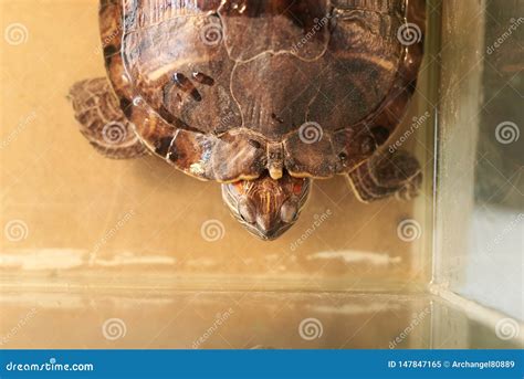 Large Red-eared Turtle in the Aquarium Stock Image - Image of pebble ...