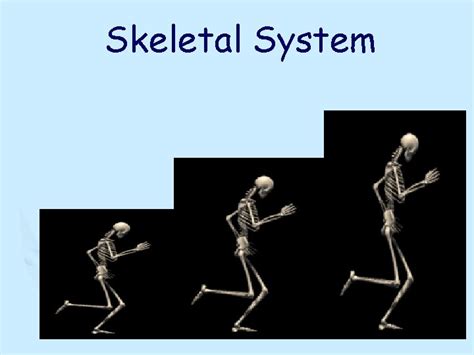 Image result for Crash Course Skeletal System