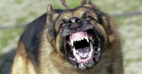 Scariest Dogs List | Types of Scary Dog Breeds
