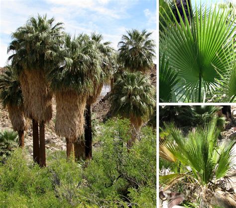 Washingtonia filifera – “California Fan Palm” - Wildflowers of Joshua Tree Country