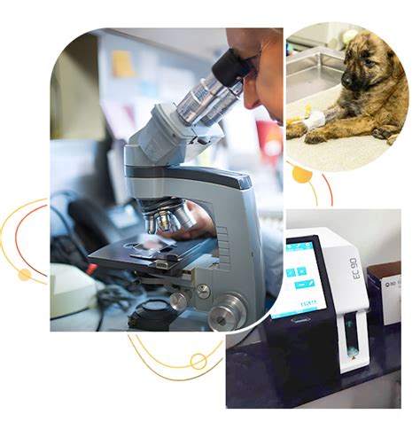 Kolkata Veterinary Diagnostic Laboratory