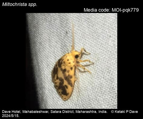 Miltochrista spp. | Moths