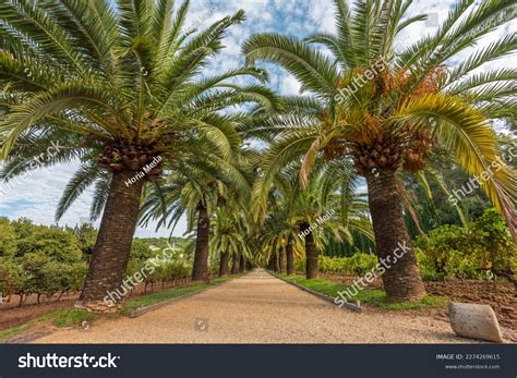 2 Coconut La Croix Royalty-Free Images, Stock Photos & Pictures ...