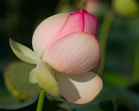Lotus by Jerri Moon Cantone / 500px | Lotus, Moon, Flowers