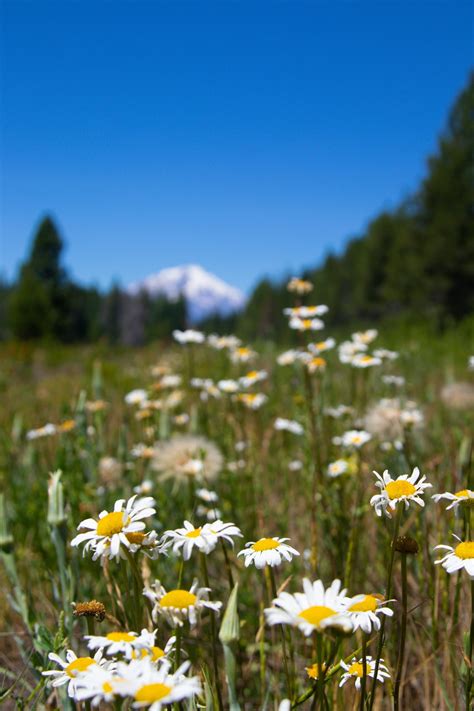Exploring the Connection between Mount Shasta and the Lemurians - Mount ...